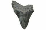 Fossil Megalodon Tooth - South Carolina #236349-1